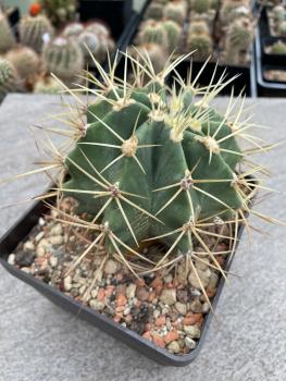 Ferocactus glaucescens